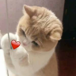 国内外中文字幕无码视频
